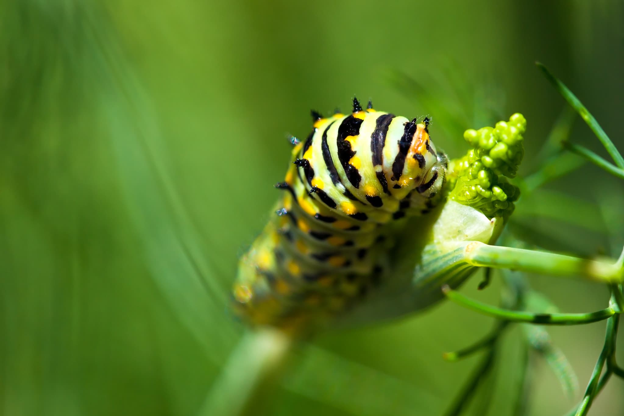 Launch Response Time